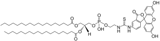 DSPE-FITC fluorescent lipid structure