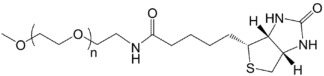 MPEG-Biotin